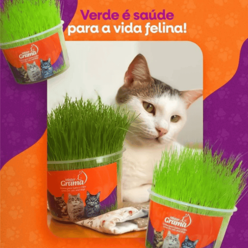 Graminha para gatos