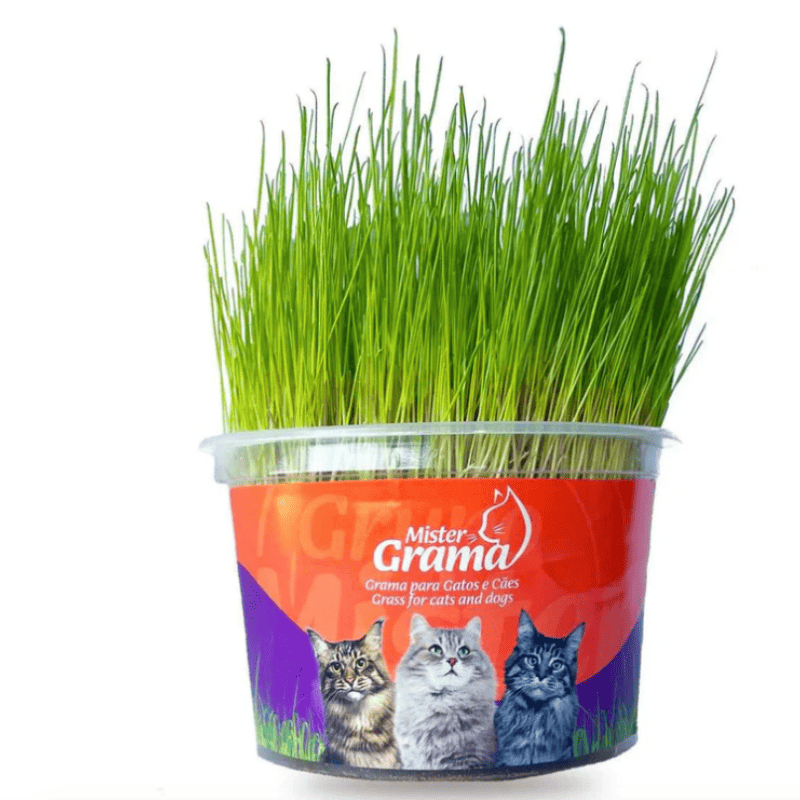 Graminha para gatos