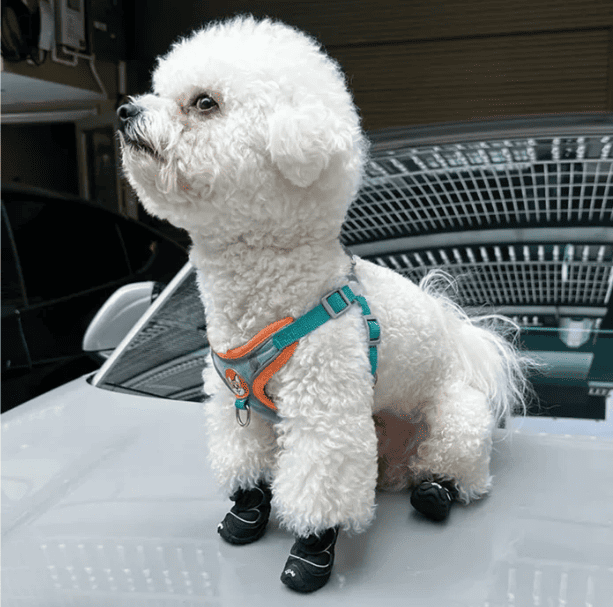 Sapatinho de Passeio Pet Ajuste Rotativo Rápido