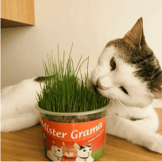 Graminha para gatos