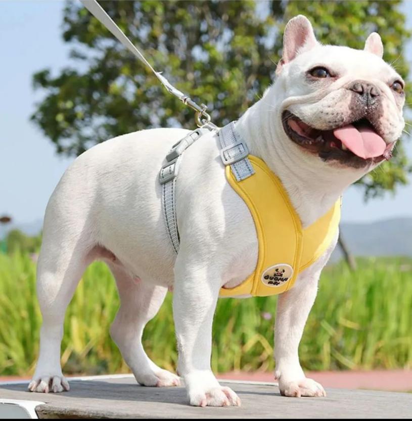 Kit Coleira Peitoral e Guia de Passeio - Petbudy